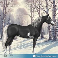 Horse Color:Liver Chestnut Mushroom 