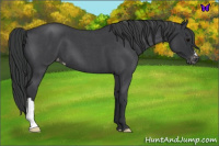 Horse Color:Blue Roan Varnish 
