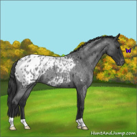 Horse Color:Blue Roan Appaloosa 