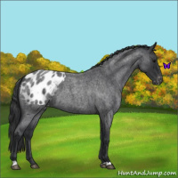 Horse Color:Blue Roan Appaloosa 