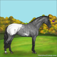 Horse Color:Blue Roan Appaloosa