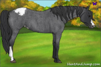 Horse Color:Blue Roan Appaloosa 