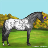 Horse Color:Blue Roan Appaloosa 