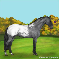 Horse Color:Blue Roan Snowcap 