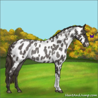 Horse Color:Smoky Blue Roan Appaloosa 