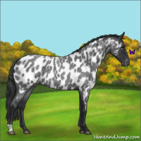 Horse Color:Blue Roan Near Leopard 
