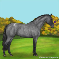 Horse Color:Blue Roan Appaloosa