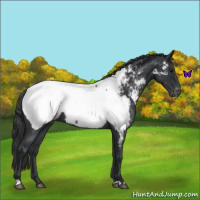 Horse Color:Blue Roan Appaloosa 