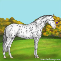 Horse Color:Blue Roan Splash Leopard 