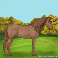 Horse Color:Red Roan 