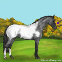 Horse Color:Blue Roan Near Fewspot 