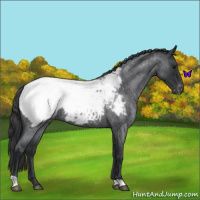 Horse Color:Blue Roan Appaloosa 