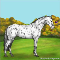 Horse Color:Blue Roan Leopard 