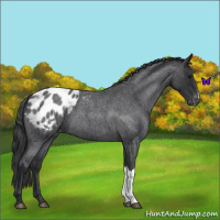 Horse Color:Blue Roan Appaloosa 
