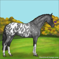 Horse Color:Blue Roan Near Leopard 