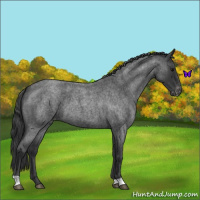 Horse Color:Blue Roan Varnish 