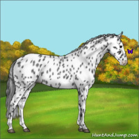 Horse Color:Blue Roan Appaloosa