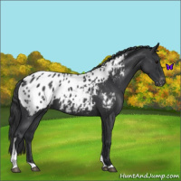 Horse Color:Blue Roan Tobiano Near Leopard 