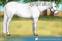 Horse Color:Gray White Spotted Smoky Black Rabicano  and Gray White Spotted Silver Smoky Black Rabicano 