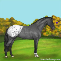 Horse Color:Blue Roan Appaloosa 