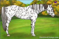 Horse Color:Smoky Blue Roan Leopard 