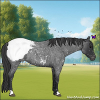 Horse Color:Blue Roan Snowcap