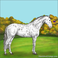 Horse Color:Smoky Blue Roan Leopard 