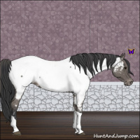 Horse Color:Blue Roan Tobiano Appaloosa