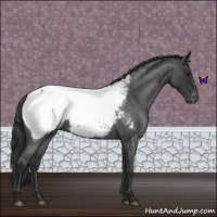 Horse Color:Blue Roan Appaloosa 