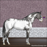 Horse Color:White Spotted Blue Roan Frame Appaloosa 