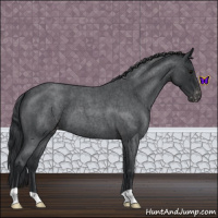 Horse Color:Blue Roan Varnish 