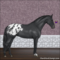 Horse Color:Blue Roan Appaloosa 
