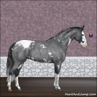 Horse Color:White Spotted Blue Roan Splash Snowcap 