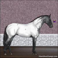Horse Color:Blue Roan Appaloosa 