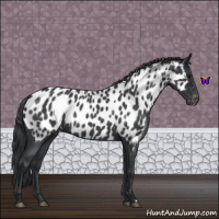Horse Color:Blue Roan Appaloosa 