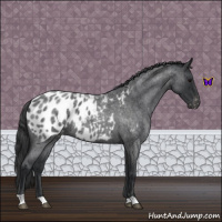 Horse Color:Blue Roan Appaloosa 
