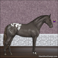 Horse Color:Smoky Blue Roan Appaloosa 