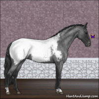 Horse Color:Blue Roan Appaloosa 
