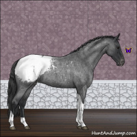 Horse Color:Blue Roan Tobiano Appaloosa