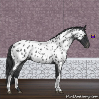 Horse Color:Blue Roan Near Leopard 