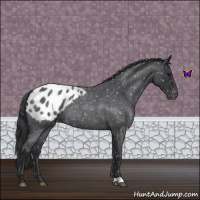 Horse Color:Blue Roan Appaloosa