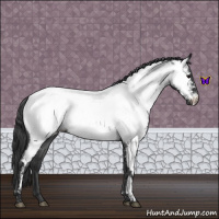 Horse Color:Blue Roan Appaloosa 