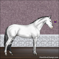 Horse Color:Blue Roan Appaloosa 