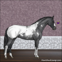 Horse Color:Blue Roan Near Fewspot 
