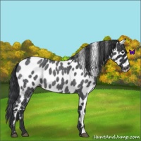 Horse Color:Blue Roan Appaloosa 