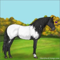 Horse Color:Blue Roan Appaloosa 
