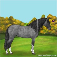 Horse Color:Blue Roan Tobiano Appaloosa 