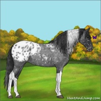 Horse Color:Blue Roan Tobiano Appaloosa 