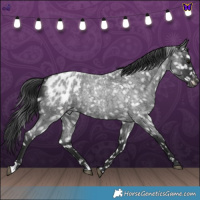Horse Color:Blue Roan Appaloosa 