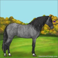 Horse Color:Blue Roan Snowflake Varnish